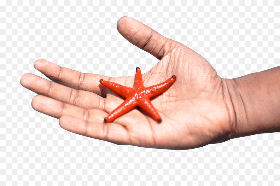 Starfish Clip Free Transparent Png