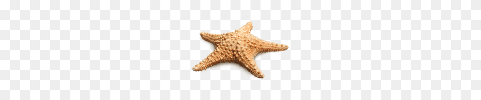 Starfish, Animal, Invertebrate, Sea Life, Fish Png