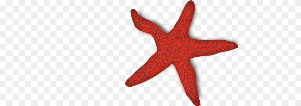 Starfish Animal, Sea Life, Invertebrate Free Png