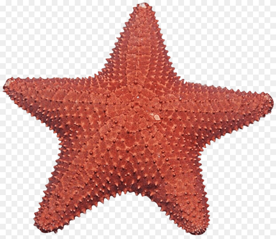 Starfish, Animal, Sea Life, Invertebrate Free Png Download