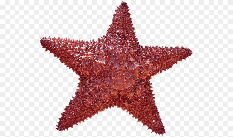 Starfish, Animal, Sea Life, Invertebrate, Fish Free Transparent Png