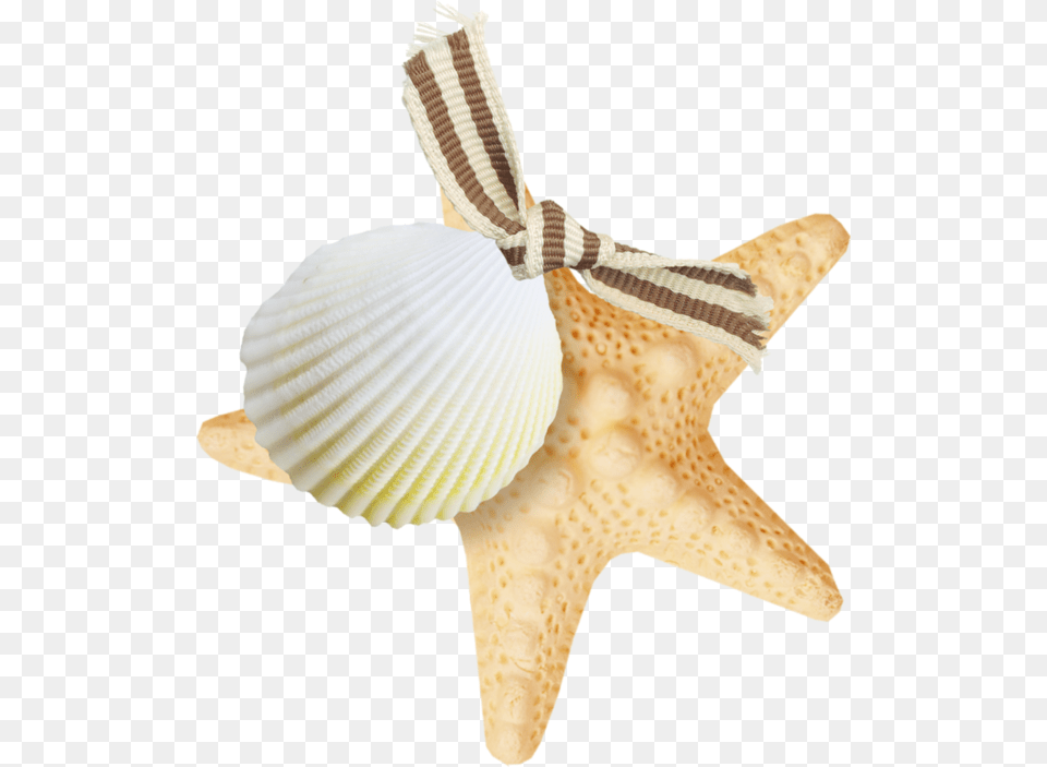 Starfish, Animal, Invertebrate, Sea Life, Seashell Png