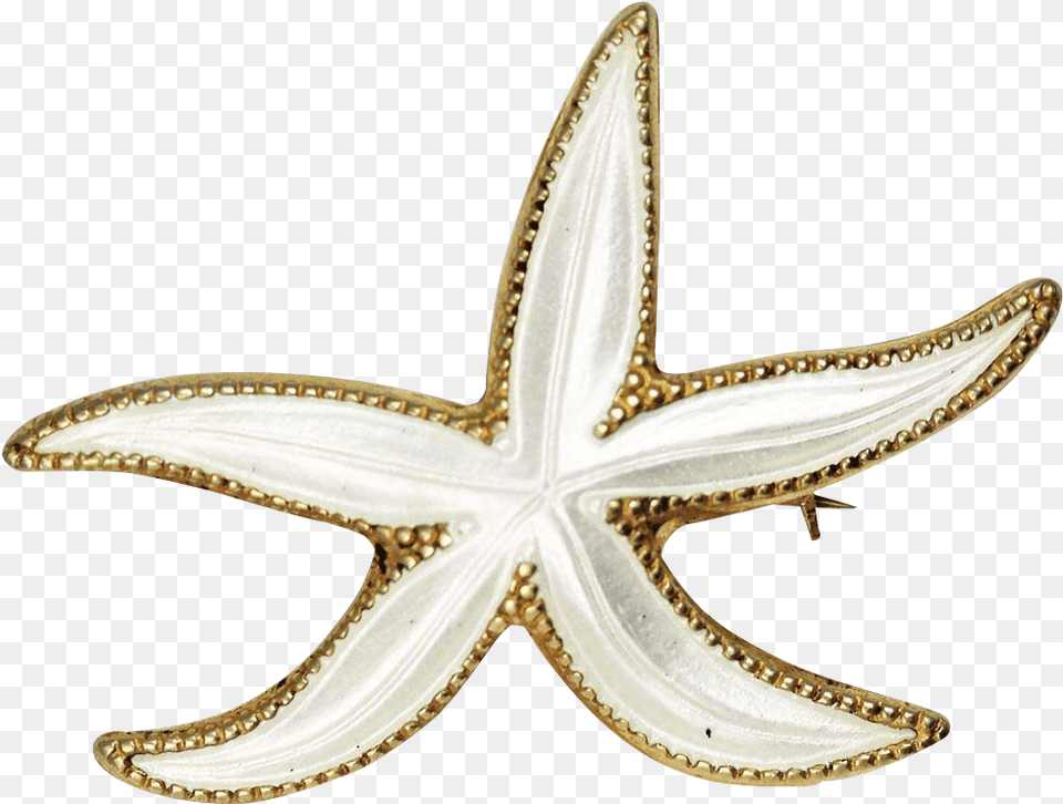 Starfish, Animal, Sea Life, Invertebrate Free Png Download