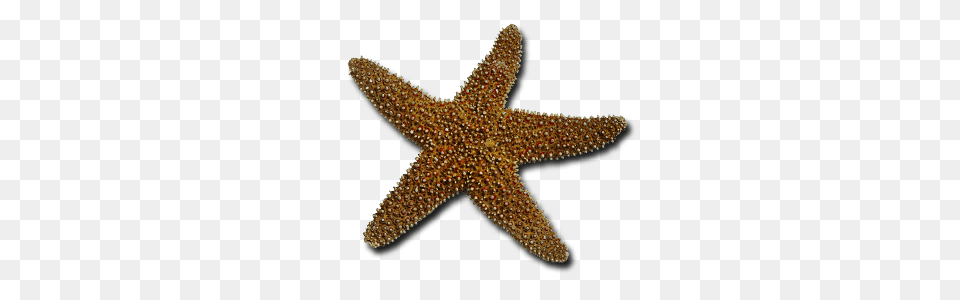 Starfish, Animal, Sea Life, Invertebrate, Fish Free Png