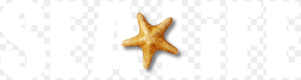 Starfish, Animal, Sea Life, Invertebrate Free Transparent Png