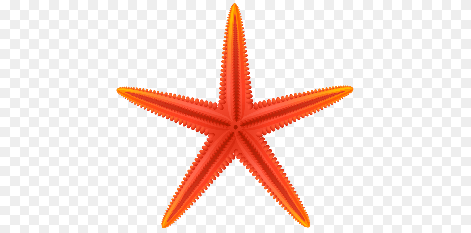 Starfish, Animal, Sea Life, Invertebrate Png