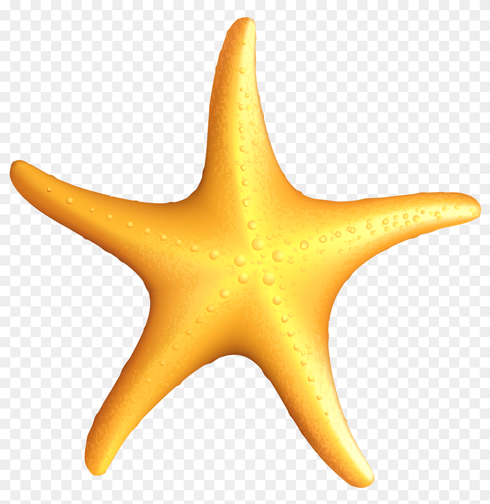 Starfish Png