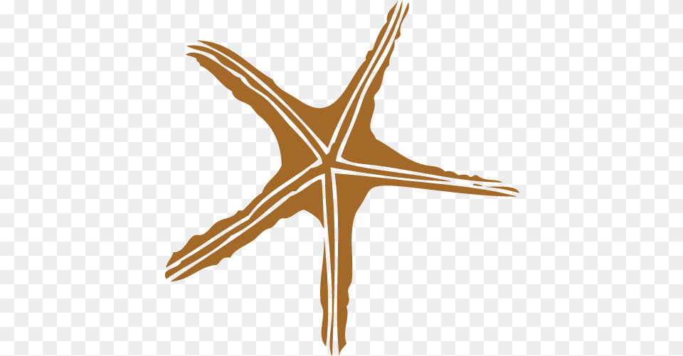 Starfish, Animal, Sea Life, Person, Invertebrate Png Image