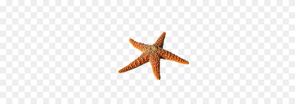 Starfish Animal, Sea Life, Invertebrate, Dinosaur Free Transparent Png