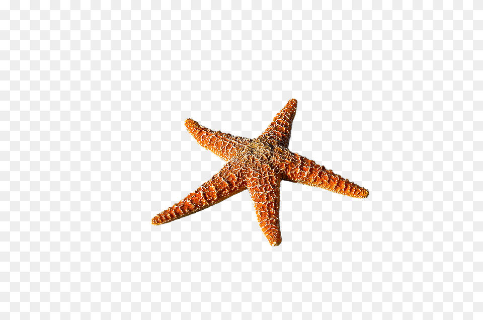 Starfish Animal, Sea Life, Invertebrate, Lizard Free Transparent Png