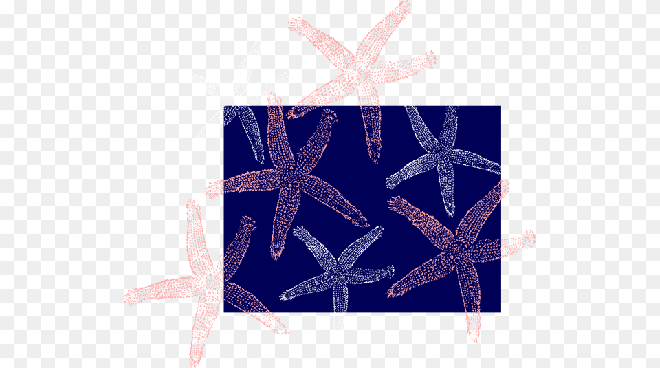 Starfish, Animal, Invertebrate, Sea Life Png