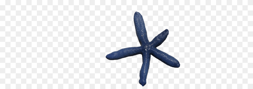 Starfish Animal, Sea Life, Invertebrate, Cross Png Image