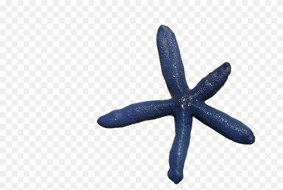 Starfish Animal, Sea Life, Invertebrate, Lizard Png