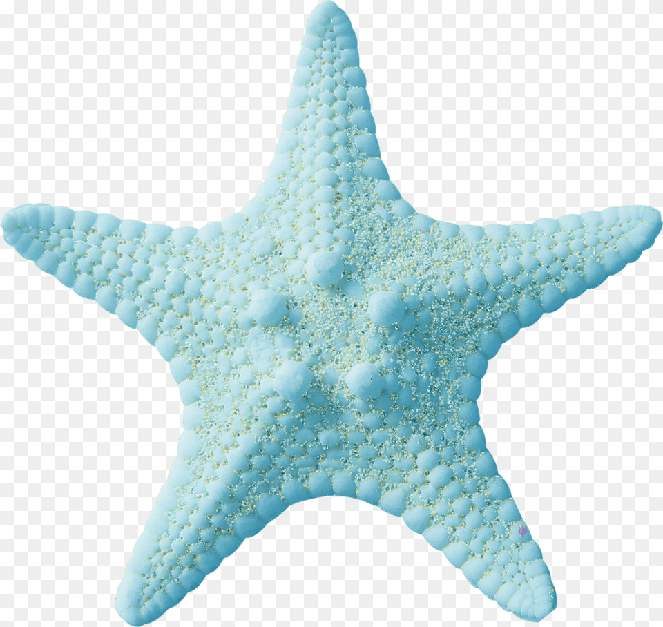 Starfish, Animal, Sea Life, Invertebrate Png