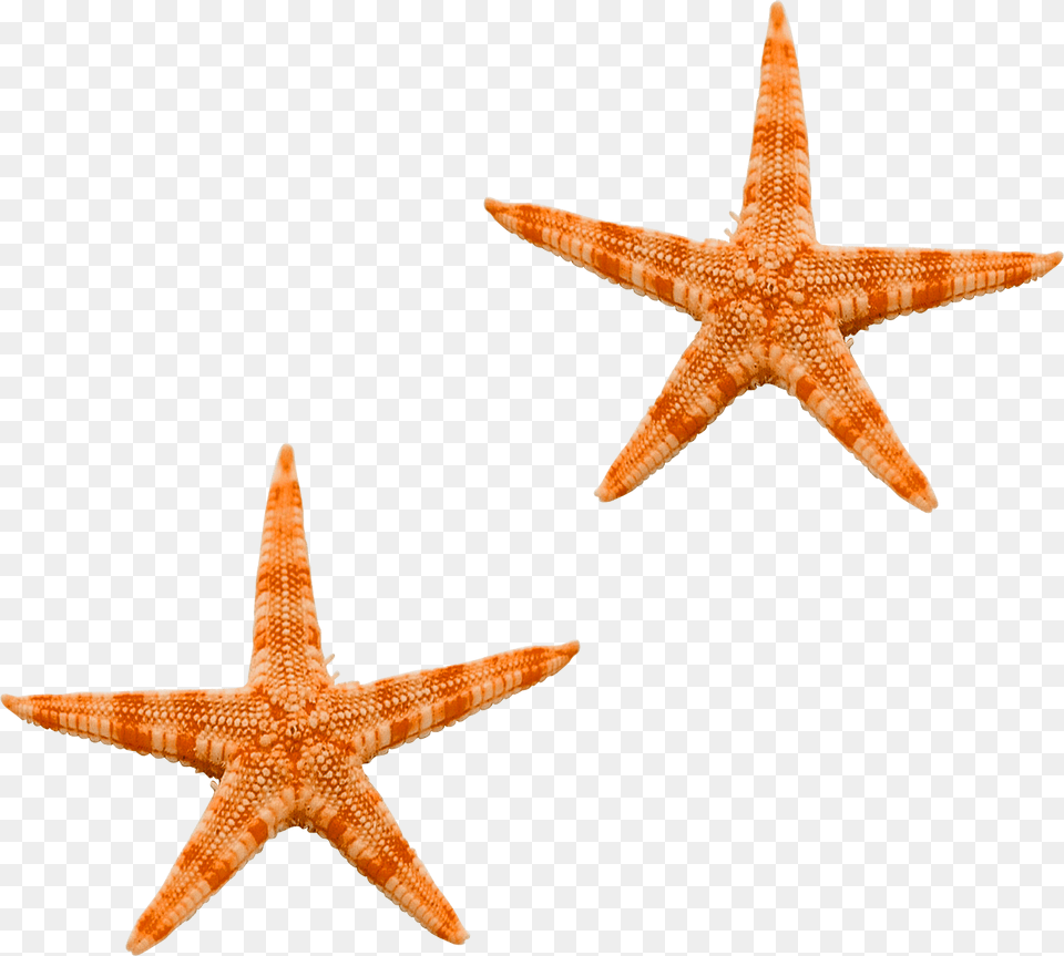 Starfish, Animal, Sea Life, Invertebrate, Dinosaur Free Png