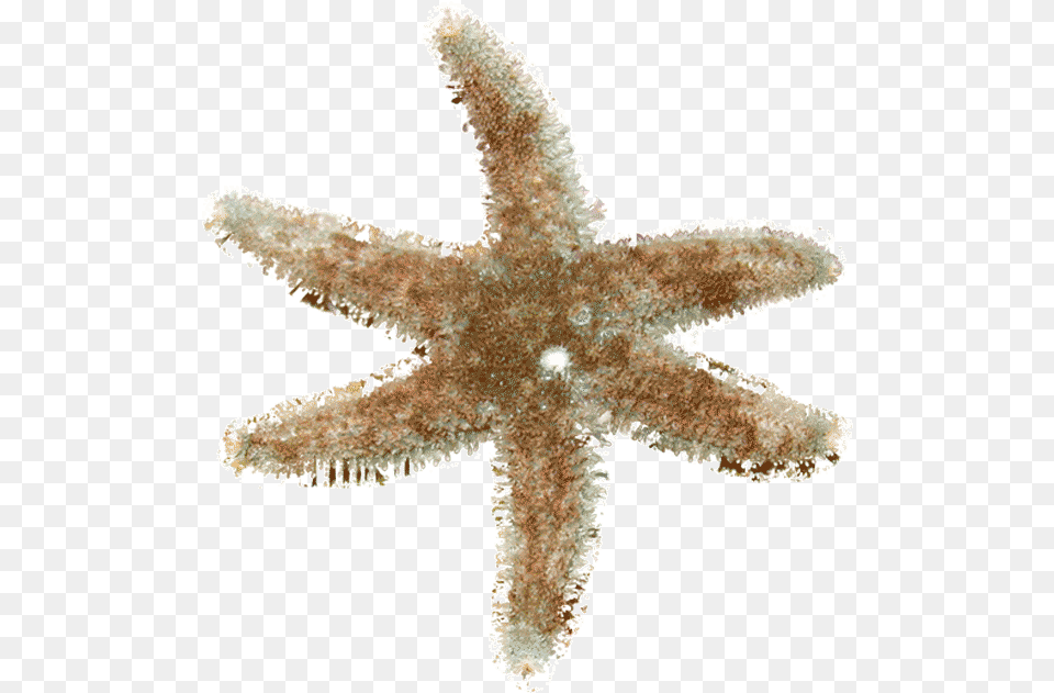 Starfish, Animal, Sea Life, Invertebrate Png