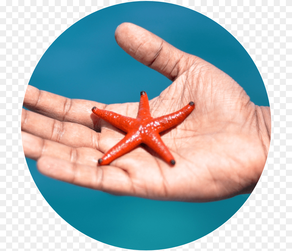 Starfish, Body Part, Finger, Hand, Person Free Transparent Png