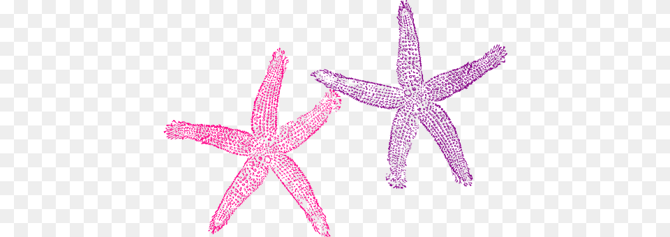 Starfish Purple, Animal, Sea Life, Invertebrate Free Transparent Png