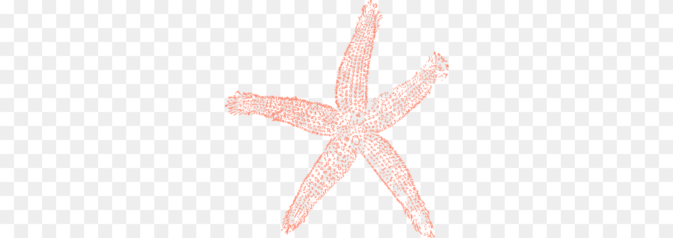 Starfish Animal, Sea Life, Invertebrate, Dinosaur Png