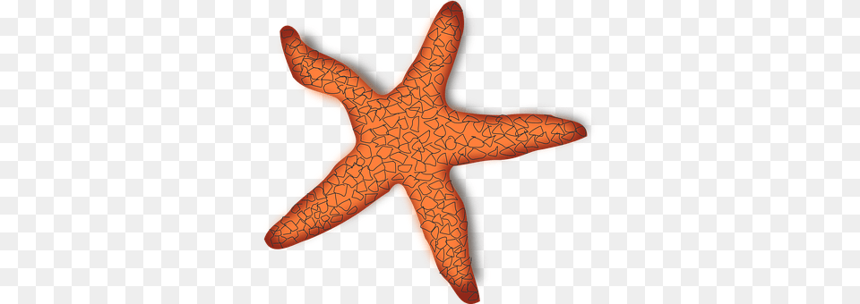 Starfish Animal, Invertebrate, Sea Life, Smoke Pipe Free Png Download