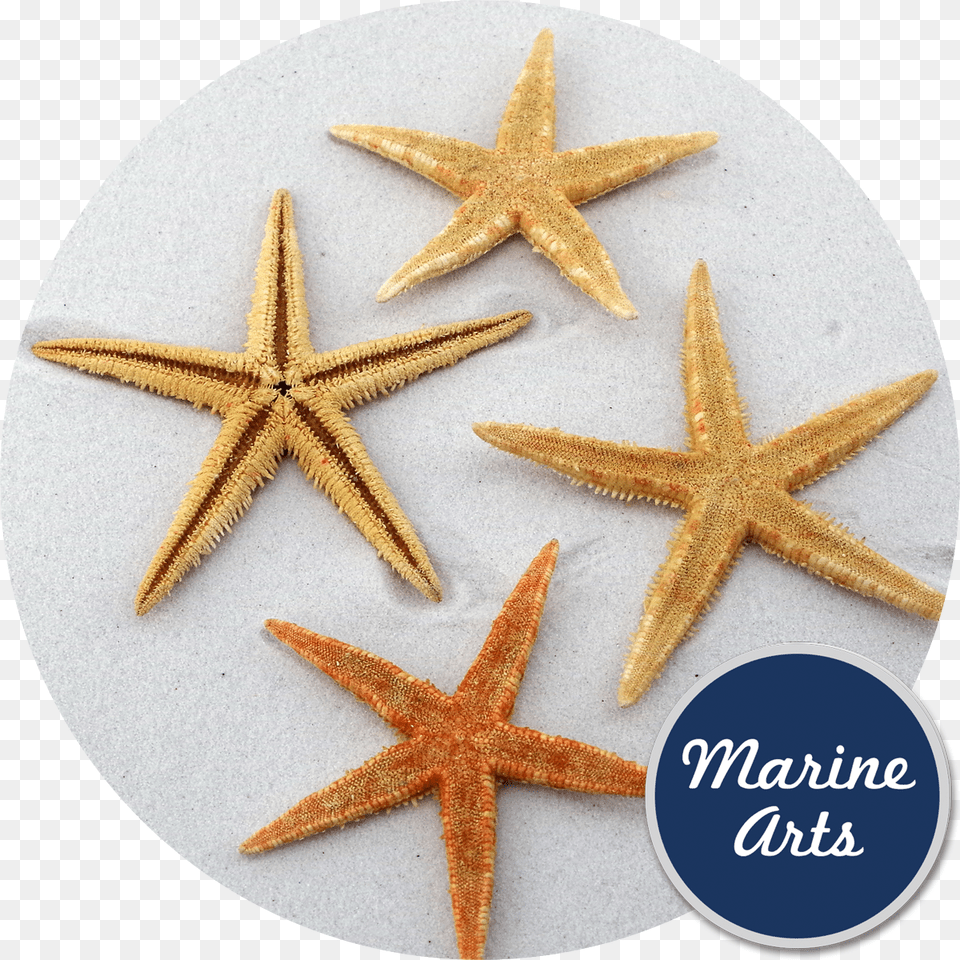 Starfish, Animal, Sea Life, Invertebrate, Blade Free Transparent Png