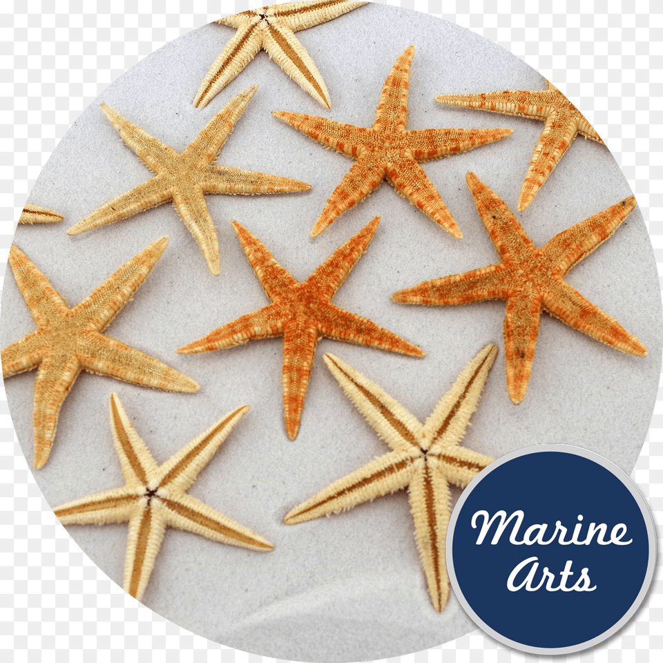 Starfish, Animal, Sea Life, Invertebrate Free Png