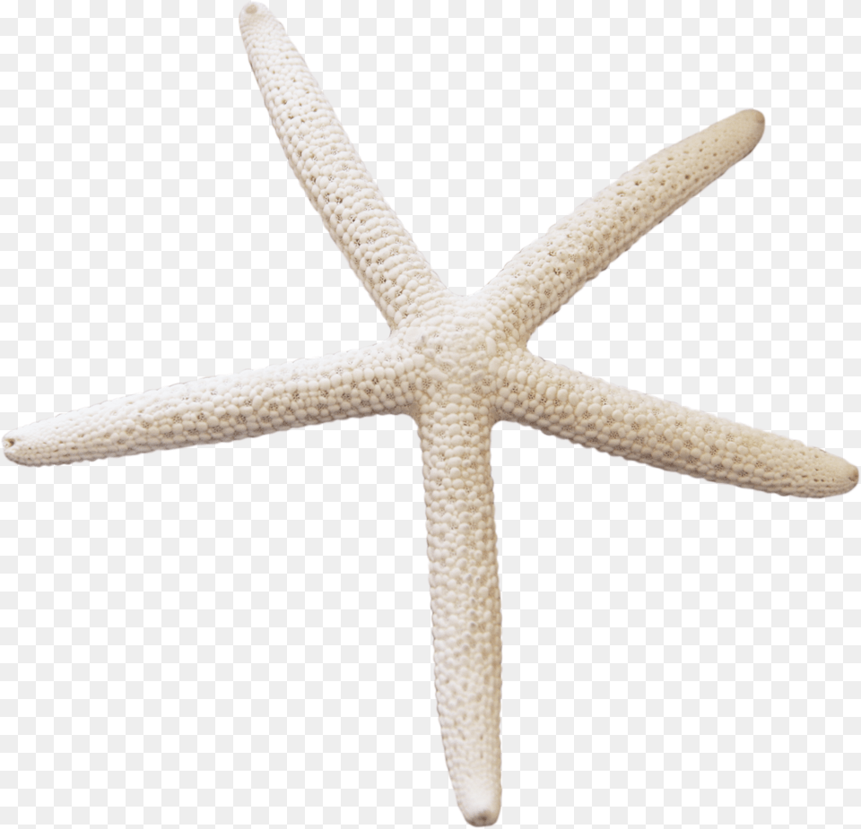 Starfish, Cross, Symbol, Animal, Sea Life Free Png