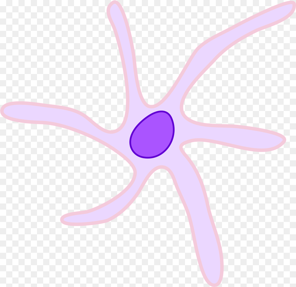 Starfish, Bow, Purple, Weapon, Animal Free Transparent Png