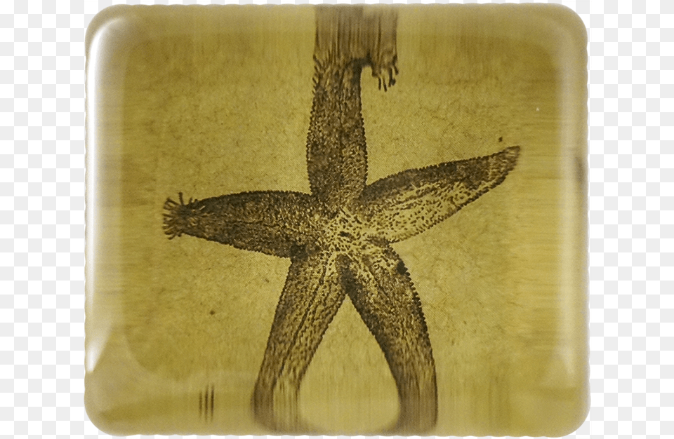 Starfish, Animal, Sea Life Free Png Download