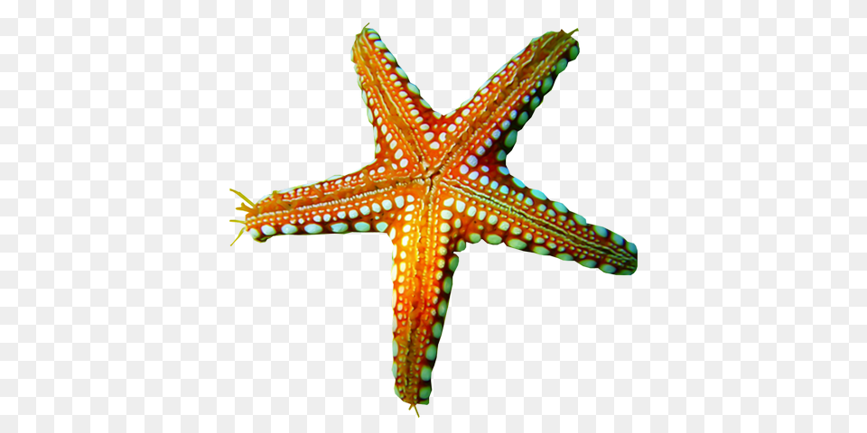 Starfish, Animal, Sea Life, Kangaroo, Mammal Free Transparent Png