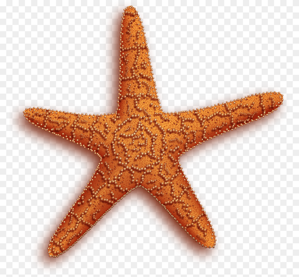 Starfish, Animal, Sea Life, Invertebrate Free Png