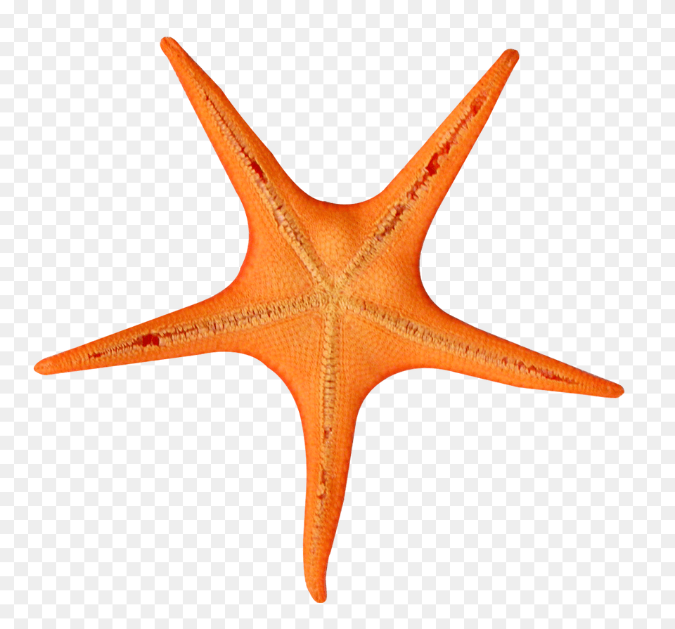 Starfish, Animal, Sea Life, Invertebrate Free Png