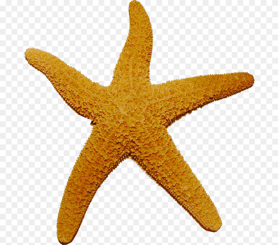 Starfish, Animal, Invertebrate, Sea Life Free Png Download