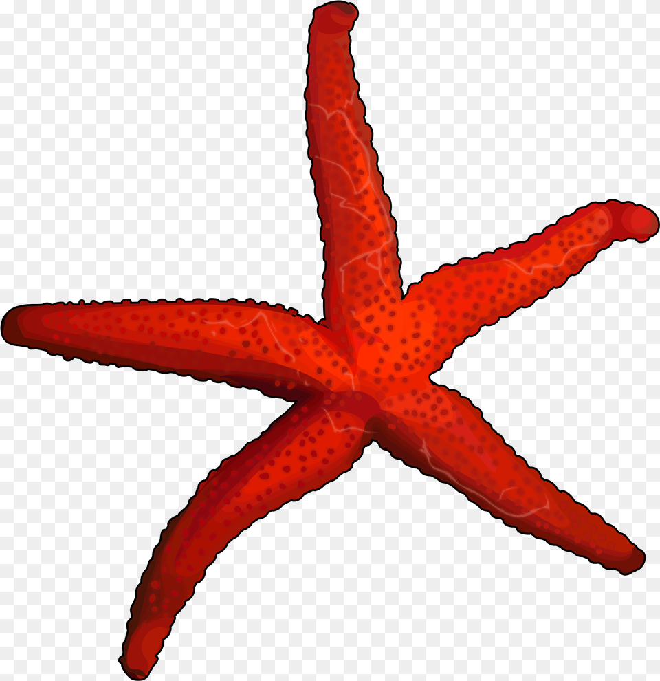 Starfish, Animal, Sea Life, Invertebrate, Fish Free Png Download