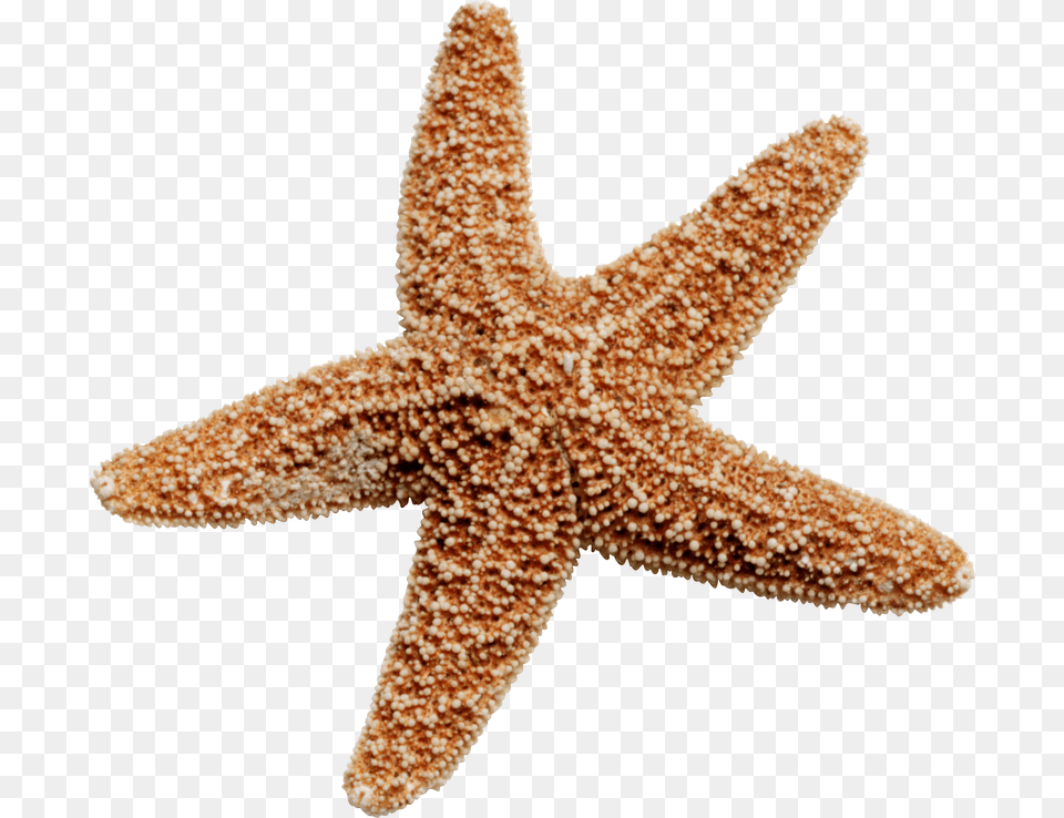 Starfish, Animal, Sea Life, Invertebrate, Bird Free Png