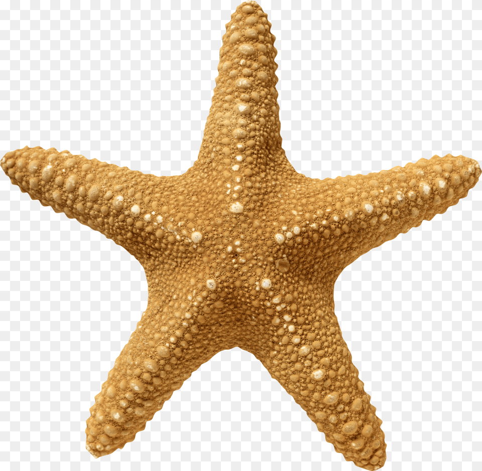 Starfish, Animal, Sea Life, Invertebrate, Smoke Pipe Png Image