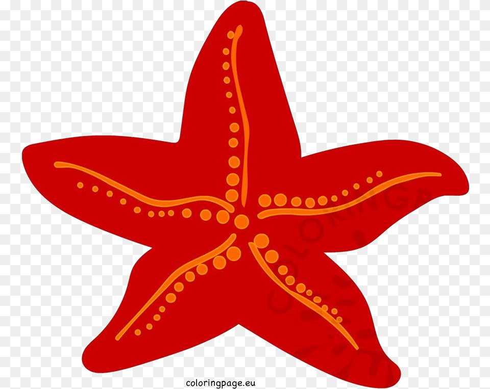 Starfish, Animal, Sea Life, Invertebrate, Fish Free Png Download