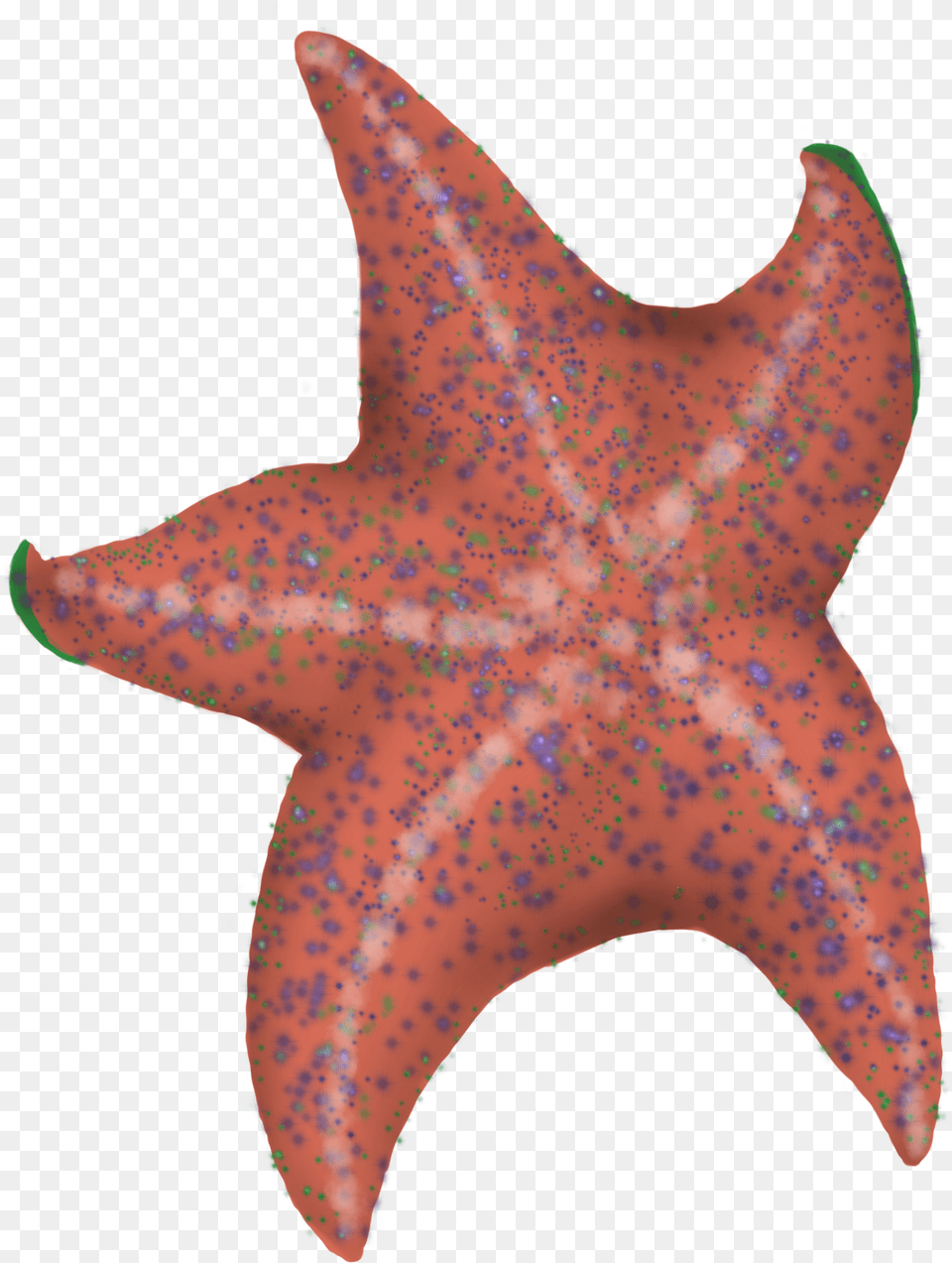 Starfish, Animal, Sea Life, Invertebrate, Person Free Png Download