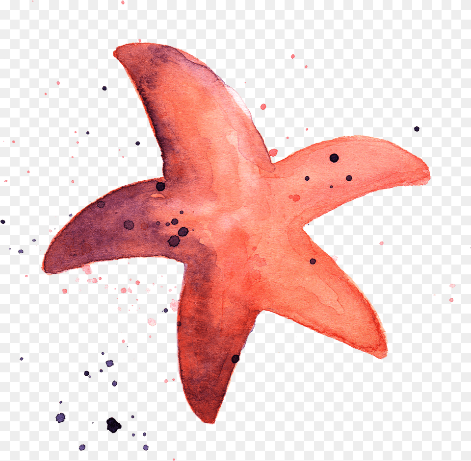 Starfish, Text Png