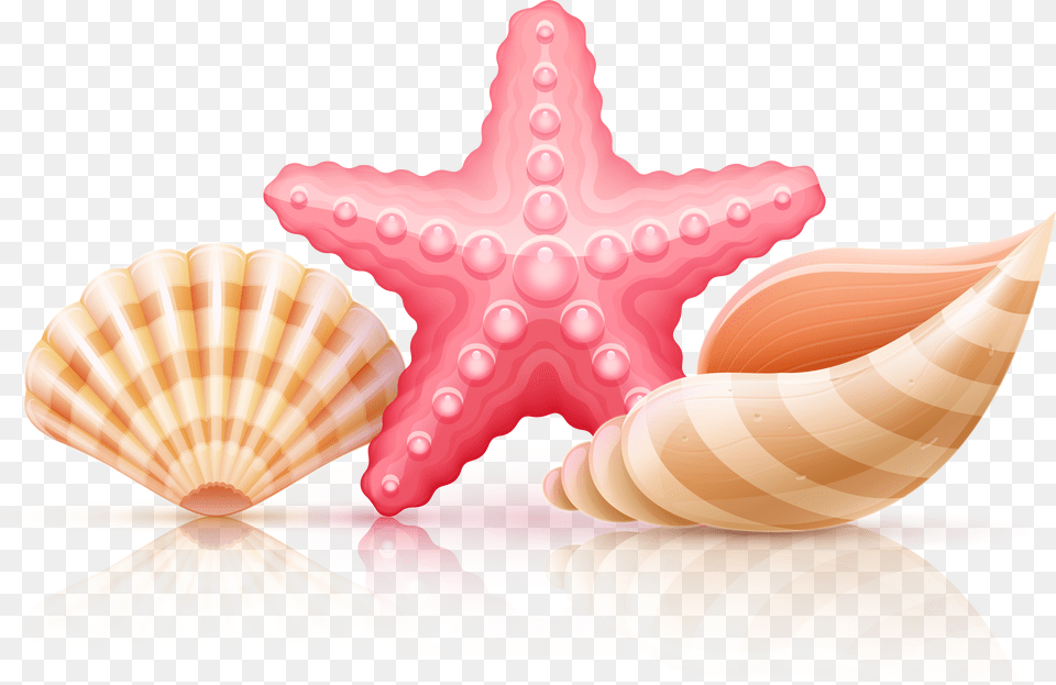 Starfish And Seashells Background Seashell Clipart, Animal, Sea Life, Invertebrate Free Transparent Png