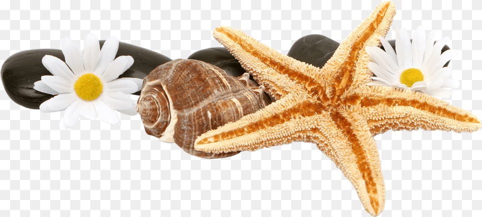 Starfish And Shells, Daisy, Flower, Plant, Animal Free Png Download