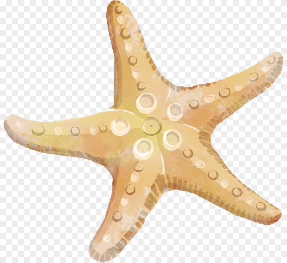 Starfish Background Star Fish Clip Art, Animal, Sea Life, Invertebrate, Shark Png Image