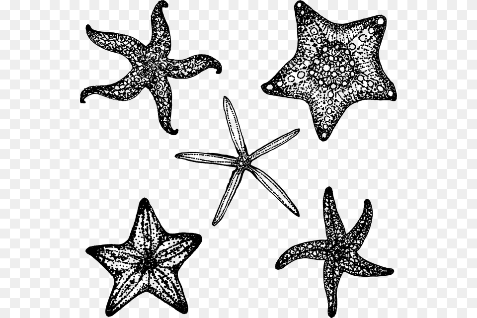 Starfish Black And White Simple, Gray Png Image