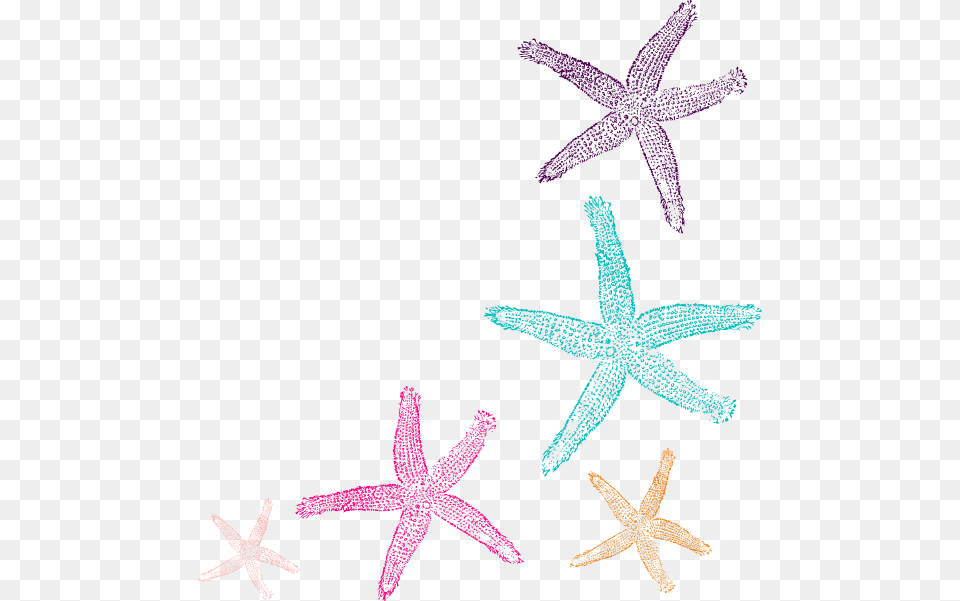 Starfish Border, Animal, Invertebrate, Sea Life, Person Free Png Download