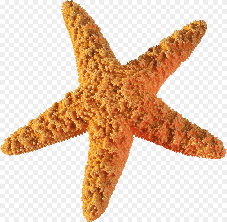 Starfish Brittle Star Png