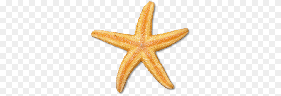 Starfish Clip Art Clipart Images, Animal, Invertebrate, Sea Life, Insect Free Png