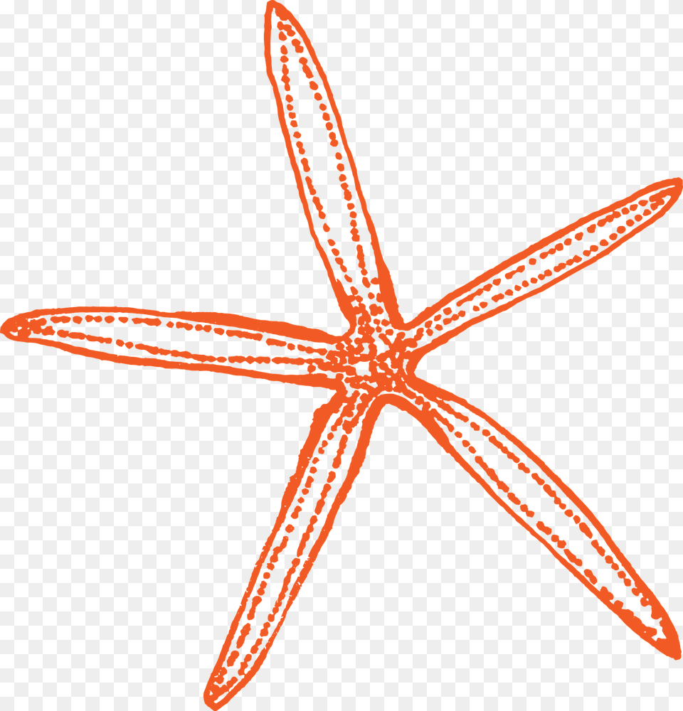 Starfish Clipart, Animal, Sea Life, Invertebrate, Fish Free Png