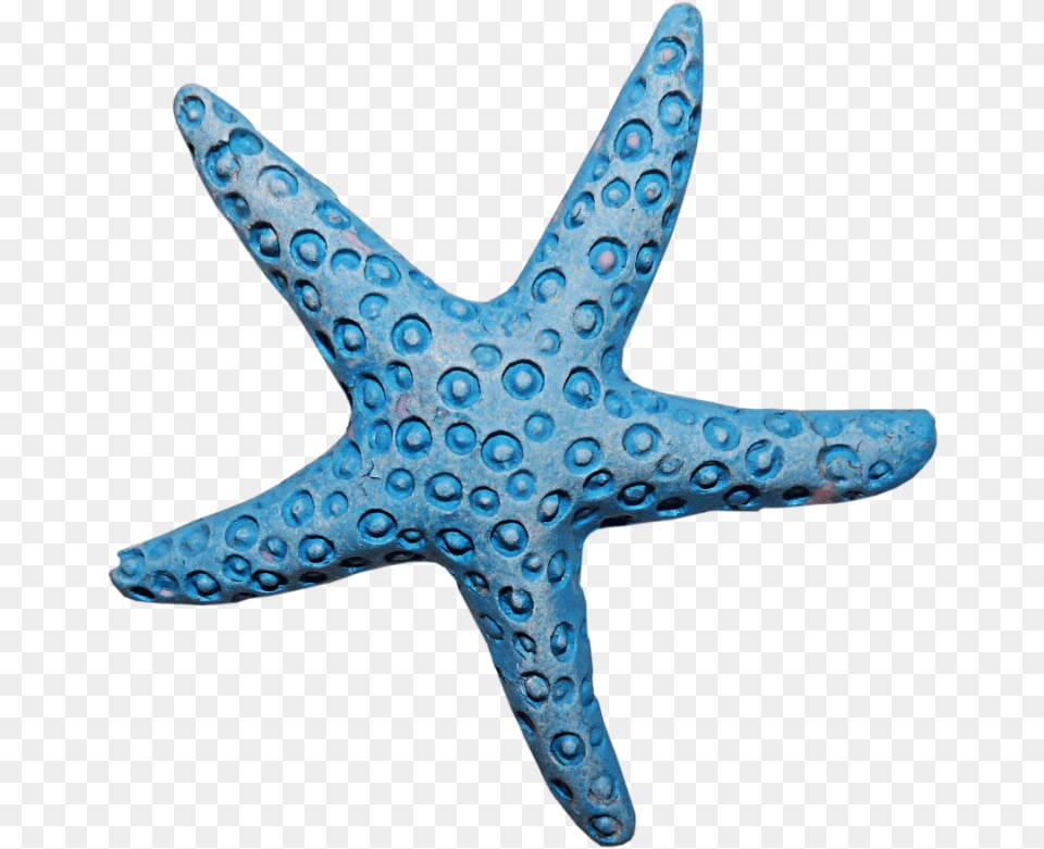 Starfish Clipart Aqua Coral, Animal, Sea Life, Invertebrate, Blade Free Png