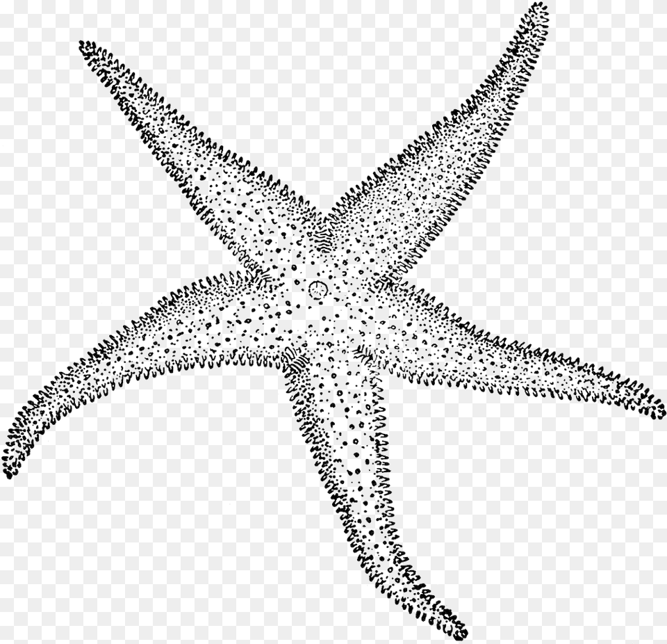 Starfish Clipart Etc Transparent Sketch Of Star Fish, Animal, Sea Life, Invertebrate, Blade Free Png Download