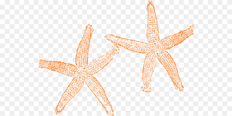 Starfish Clipart Orange Orange Starfish Clipart Clipart Blue Starfish, Animal, Invertebrate, Sea Life Png